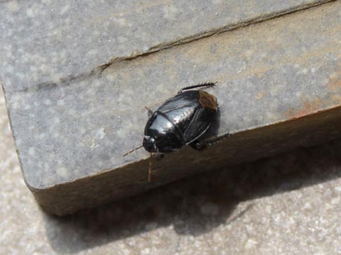 ツチカメムシ