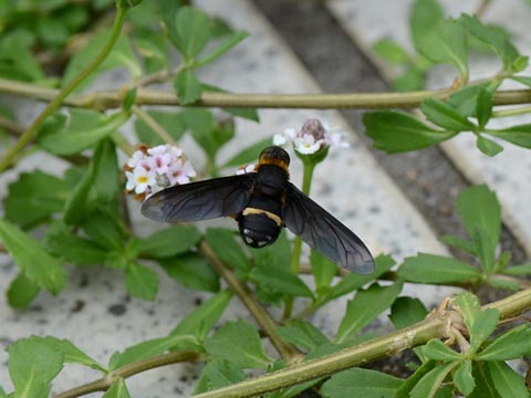 NolcAu