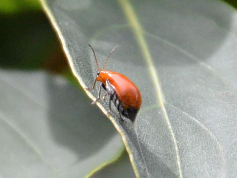 EnV