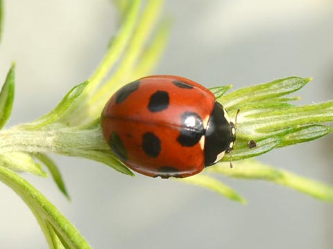 iizVegE