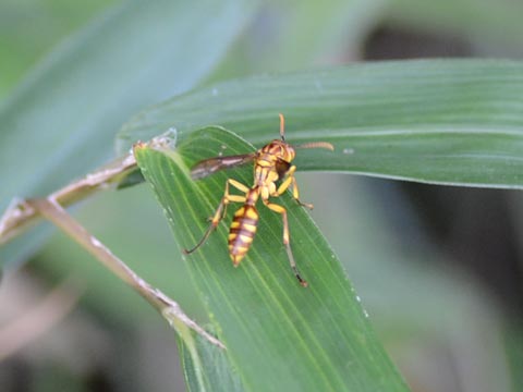 ムモンホソアシナガバチ