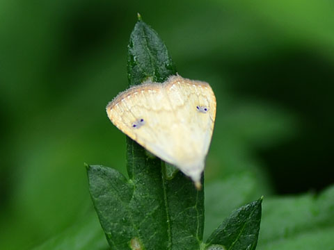 eNAco