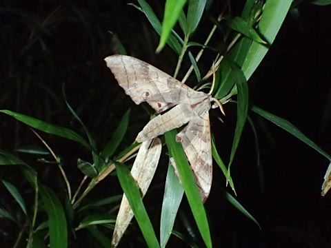 N`oXY